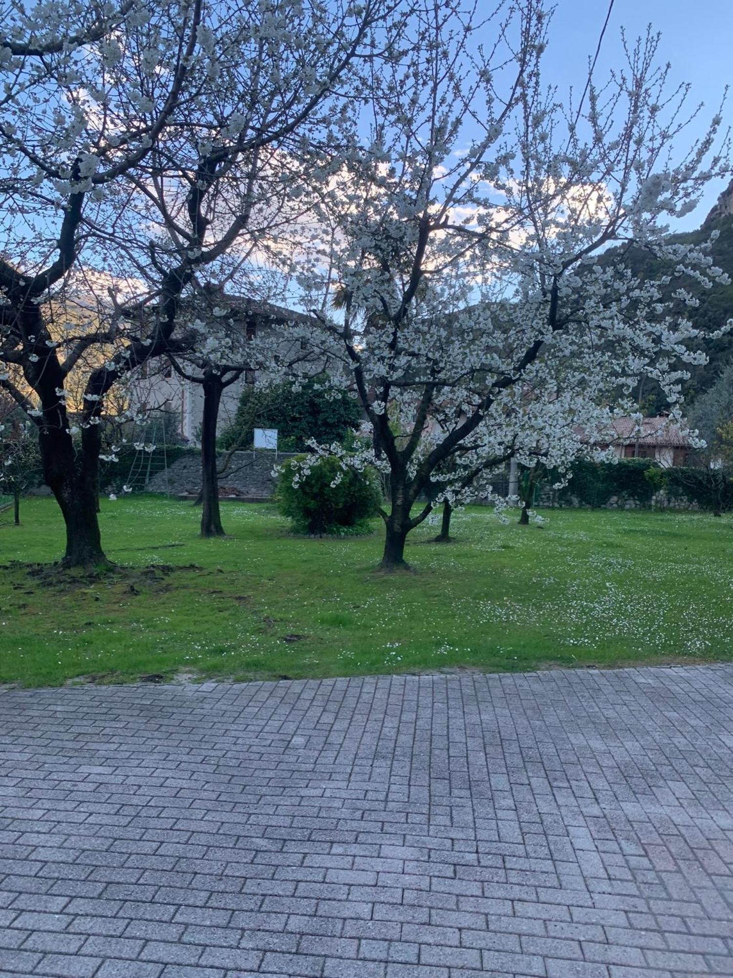 Ceniga Hotel Garni Delle Rose المظهر الخارجي الصورة